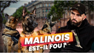 Malinois agressif : pourquoi tant de peur autour de cette race ?