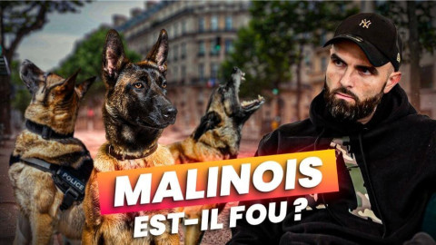 Malinois agressif : pourquoi tant de peur autour de cette race ?