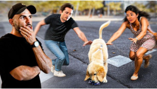 Mauvais conseils pour un chiot : comment de bonnes intentions peuvent tout compliquer