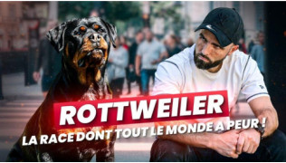 Rottweiler dangereux : et si on avait tout faux ?