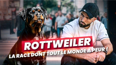 Rottweiler dangereux : et si on avait tout faux ?