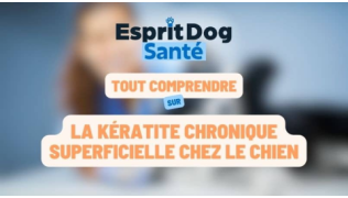Esprit Dog Santé : Tout comprendre sur la kératite chronique superficielle chez le chien