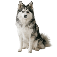 Pomsky : ce chien fascinant né d’une blague, entre coup de cœur, flou total et vraie vigilance