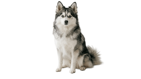 Pomsky : ce chien fascinant né d’une blague, entre coup de cœur, flou total et vraie vigilance