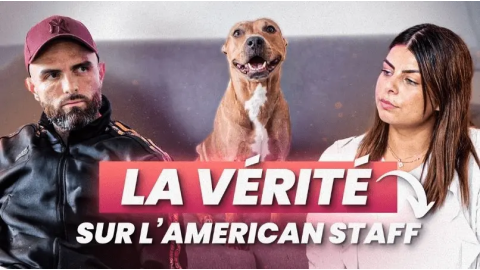 Peut-on vivre normalement avec un American Staff ?
