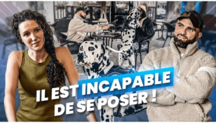 Mon chien ne sait pas se poser : comment aider un dalmatien à enfin se détendre