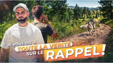 Tout pour avoir un bon rappel avec son chien