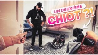 Son Staffie n’est pas 100% éduqué et un 2e chiot arrive : comment gérer sans se planter