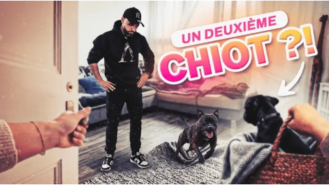 Son Staffie n’est pas 100% éduqué et un 2e chiot arrive : comment gérer sans se planter