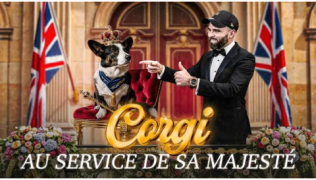 Le Corgi : un vrai grand chien dans un petit format
