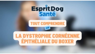 Esprit Dog Santé : Tout comprendre sur la dystrophie cornéenne épithéliale du boxer