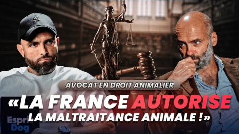 Justice laxiste, affaires, jugements… Un avocat animalier répond sans langue de bois