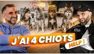Je vis chez mon armée de Pomsky : comment gérer 4 chiots de moins d’un an sans exploser