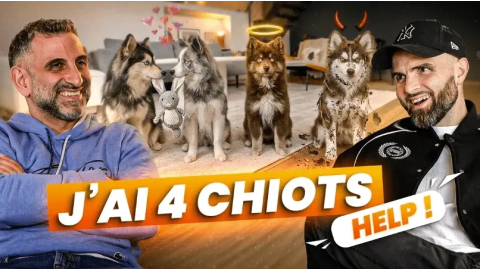 Je vis chez mon armée de Pomsky : comment gérer 4 chiots de moins d’un an sans exploser