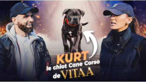 Je ne veux pas faire de bêtises avec mon Cane Corso