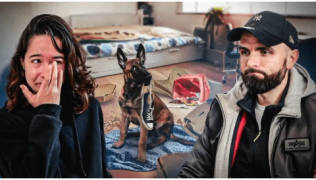 Destruction, vol, obéissance… Je suis dépassée par mon chiot malinois