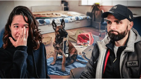 Destruction, vol, obéissance… Je suis dépassée par mon chiot malinois