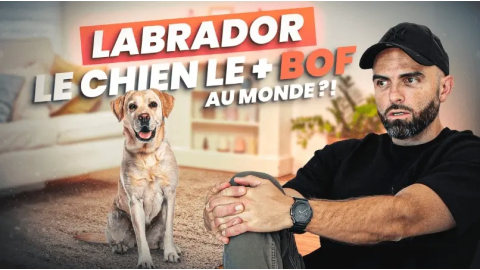 Destructeur, patapouf, obèse… la vérité sur le Labrador