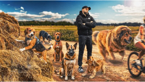 Chien réactif, vélos, aboiements, chien géant… je m’incruste en balade avec 6 chiens
