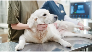 Les maladies héréditaires et congénitales du chien : le lexique de A à Z