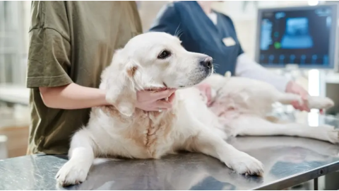 Les maladies héréditaires et congénitales du chien : le lexique de A à Z