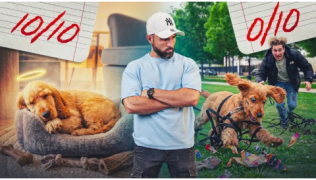 Mon chiot mange tout dehors et n’écoute rien : comment reprendre la balade sans paniquer ?