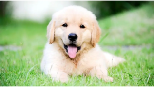 Nom de chien en B : 150 idées pour 2026 (mâle et femelle)
