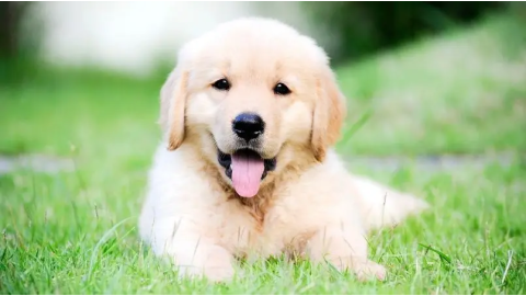 Nom de chien en B : 150 idées pour 2026 (mâle et femelle)