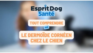 Esprit Dog Santé : Tout comprendre sur le dermoïde cornéen chez le chien