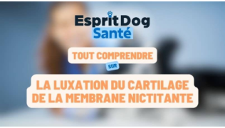 Esprit Dog Santé : Tout comprendre sur la luxation du cartilage de la membrane nictitante