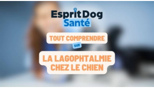 Esprit Dog Santé : Tout comprendre sur la lagophtalmie chez le chien