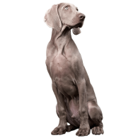 Le Braque de Weimar : un chien de famille affectueux et endurant