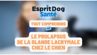 Le prolapsus de la glande lacrymale chez le chien