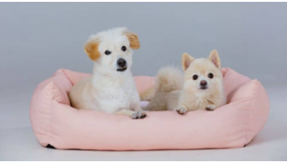 Deux chiens sont couchés dans le même panier rose devant un fond blanc