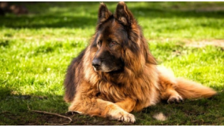 Un chien Berger Allemand est couché par terre et ne veut pas jouer avec les autres chiens