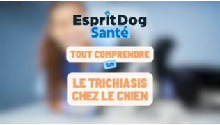 Le trichiasis chez le chien