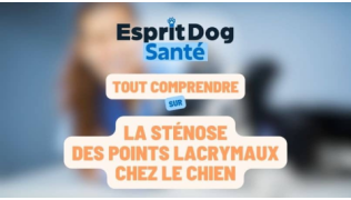 La sténose des points lacrymaux chez le chien