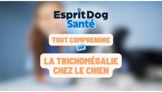 La trichomégalie chez le chien