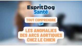 Esprit Dog Santé : Tout comprendre sur les anomalies des arcs aortiques chez le chien