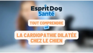 Esprit Dog Santé : Tout comprendre sur la cardiopathie dilatée chez le chien