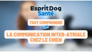 Esprit Dog Santé : Tout comprendre sur la communication inter-atriale chez le chien