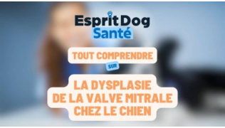 Esprit Dog Santé : Tout comprendre sur la dysplasie de la valve mitrale chez le chien