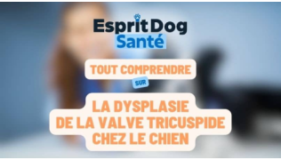 La dysplasie de la valve tricuspide chez le chien