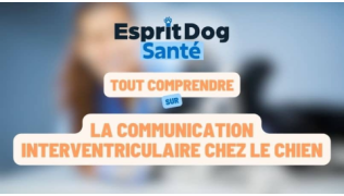 La communication interventriculaire chez le chien