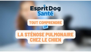 La sténose pulmonaire chez le chien