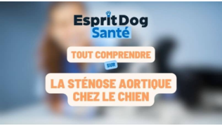 La sténose aortique chez le chien