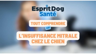 L’insuffisance mitrale chez le chien