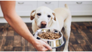 Pourquoi votre chien boude-t-il ses croquettes ?