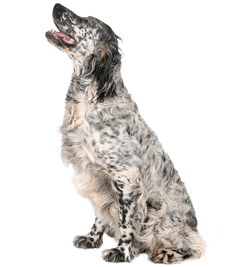 Le Setter Anglais : un bon chien de chasse, mais pas seulement !