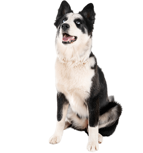 Le Laïka de Iakoutie, le chien venu du Grand Nord